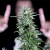 Txees-Bilbo-3.jpg Txees bilbo Genehtik seeds haziak