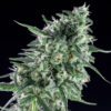 Txees-Bilbo-7.jpg Txees bilbo Genehtik seeds haziak