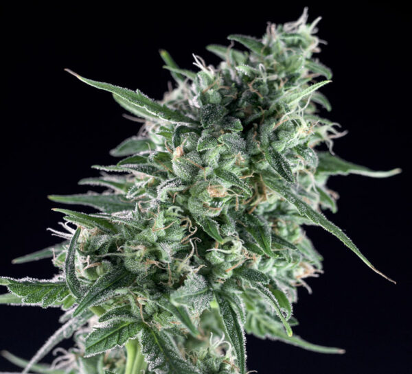 Txees-Bilbo-7.jpg Txees bilbo Genehtik seeds haziak