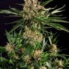 Txerri-Bilbo-Haze-Genehtik-2-150x150-1.jpg TXERRI BILBO HAZE Genehtik seeds haziak