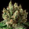 Txerri-Bilbo-Haze-Genehtik-3-150x150-1.jpg TXERRI BILBO HAZE Genehtik seeds haziak