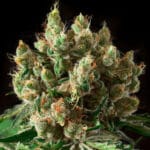 Txerri-Bilbo-Haze-Genehtik-3-150x150-1.jpg TXERRI BILBO HAZE Genehtik seeds haziak