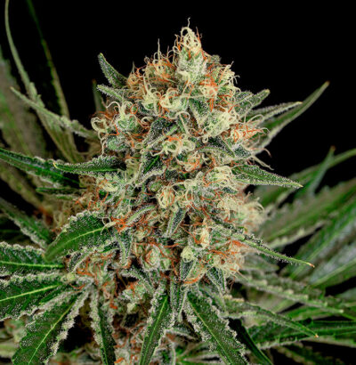 Txerri-Bilbo-Haze-Genehtik-400x410-1.jpg TXERRI BILBO HAZE Genehtik seeds haziak