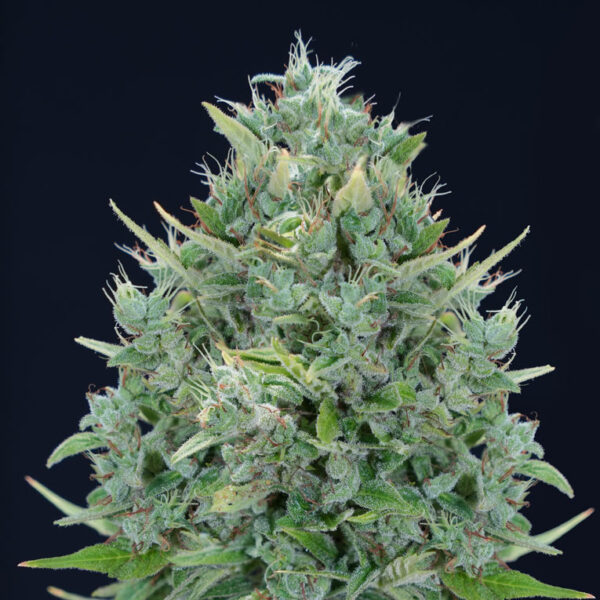 Txomango AUTO
