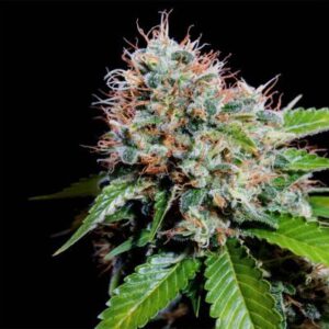 Zuri widow  Genehtik seeds haziak