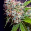 Zuri-Widow-Genehtik-1.jpg Zuri widow Genehtik seeds haziak