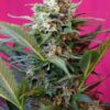 big-devil-xl-auto-1.jpg Big devil XL auto (3+1Gratis) 100% sweet seeds