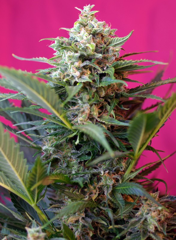 big-devil-xl-auto-1.jpg Big devil XL auto (3+1Gratis) 100% sweet seeds