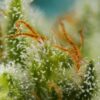 big-devil-xl-auto-2.jpg Big devil XL auto (3+1Gratis) 100% sweet seeds