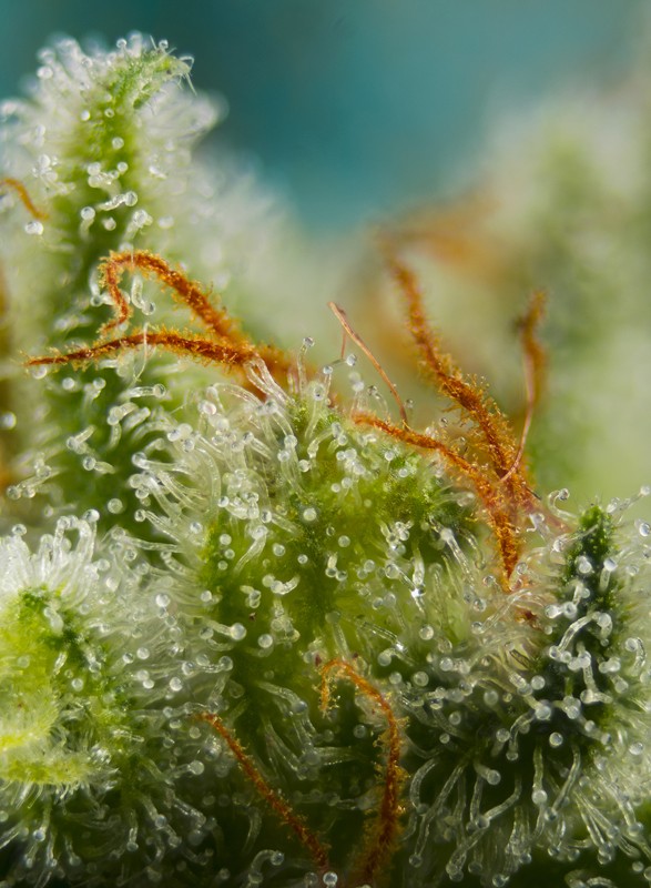 big-devil-xl-auto-2.jpg Big devil XL auto (3+1Gratis) 100% sweet seeds