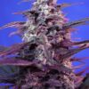 bloody-skunk-auto-1.jpg bloody skunk auto sweet seeds