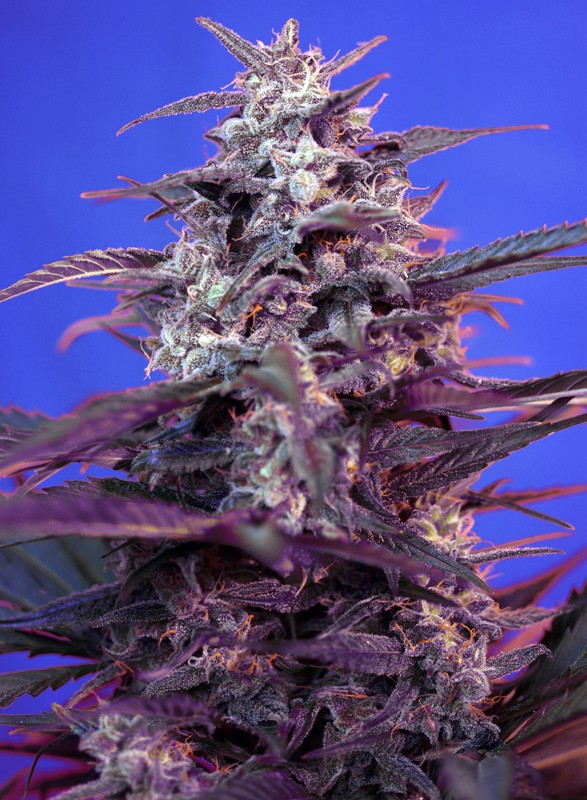bloody-skunk-auto-1.jpg bloody skunk auto sweet seeds