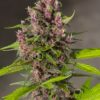 bloody-skunk-auto-2.jpg bloody skunk auto sweet seeds