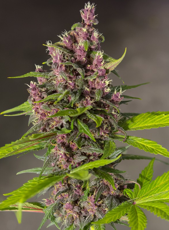 bloody-skunk-auto-2.jpg bloody skunk auto sweet seeds