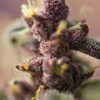 bloody-skunk-auto-3.jpg bloody skunk auto sweet seeds