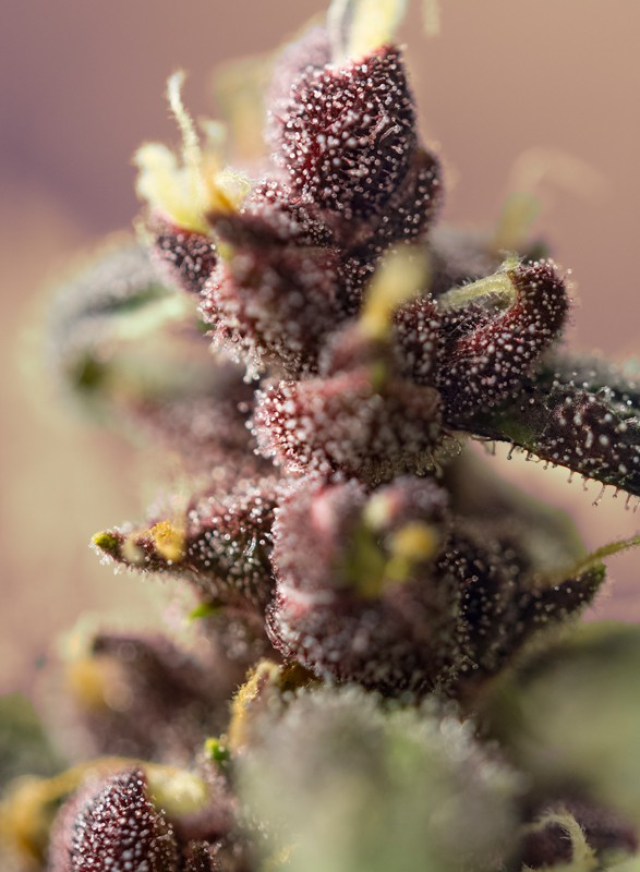 bloody-skunk-auto-3.jpg bloody skunk auto sweet seeds