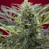 Cream 47 (3+1Gratis) 100% sweet seeds