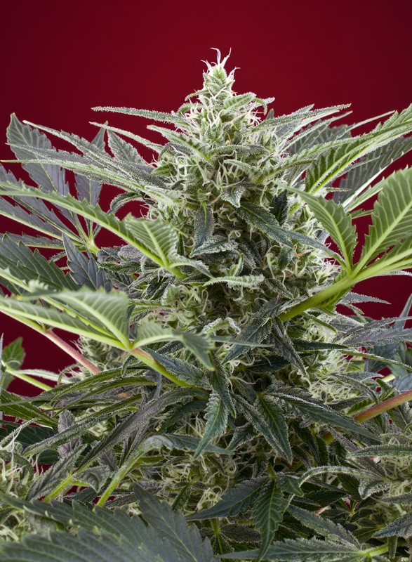 Cream 47 (3+1Gratis) 100% sweet seeds