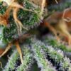 Cream Caramel®(3+1 Gratis) Sweet Seeds