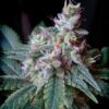 Cream Caramel®(3+1 Gratis) Sweet Seeds