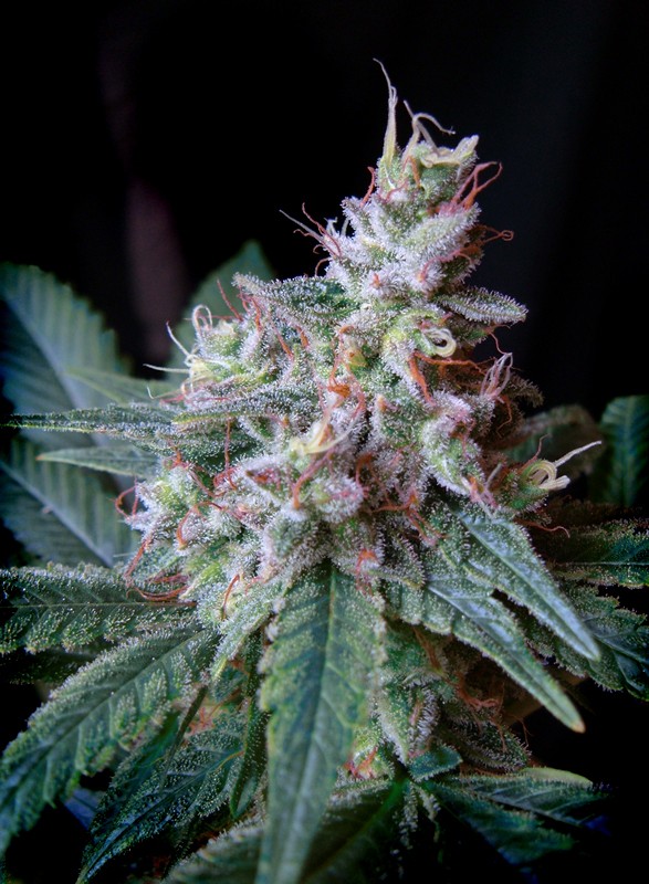 Cream Caramel®(3+1 Gratis) Sweet Seeds