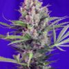 cream-mandarine-f1-fast-version-1.jpg Cream mandarine f1 fast version (3+1 Gratis) 100% Sweet seeds