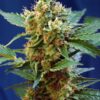 cream-mandarine-xl-auto-1.jpg Cream Mandarine xl auto (3+1 Gratis) Sweet seeds