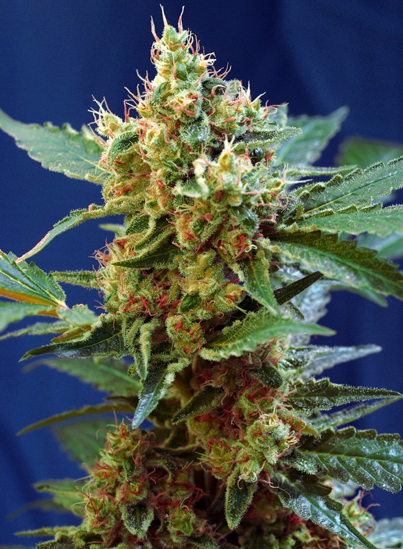 cream-mandarine-xl-auto-1.jpg Cream Mandarine xl auto (3+1 Gratis) Sweet seeds