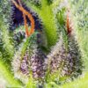 cream-mandarine-xl-auto-2.jpg Cream Mandarine xl auto (3+1 Gratis) Sweet seeds