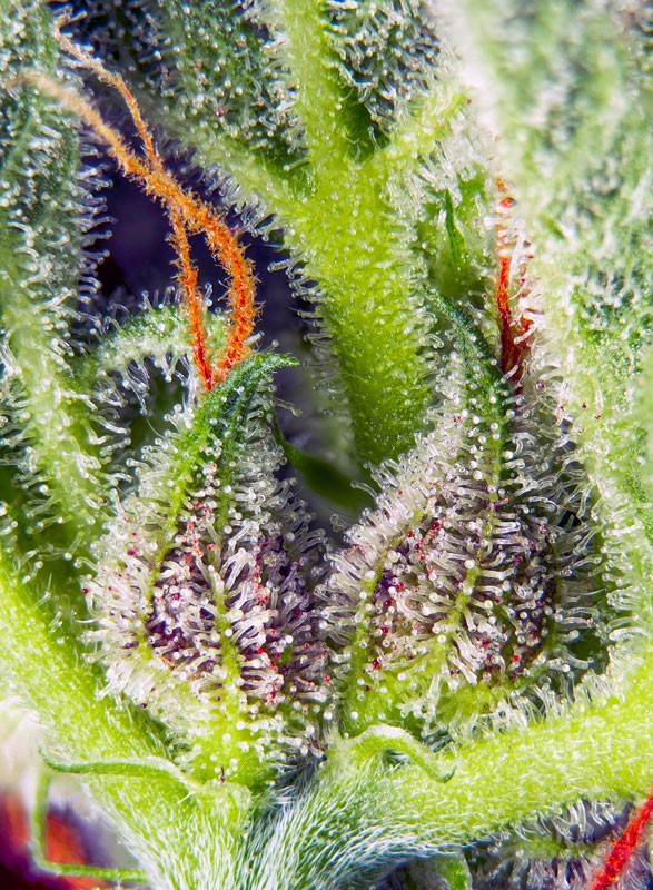 cream-mandarine-xl-auto-2.jpg Cream Mandarine xl auto (3+1 Gratis) Sweet seeds