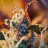 cream-mandarine-xl-auto-3.jpg Cream Mandarine xl auto (3+1 Gratis) Sweet seeds