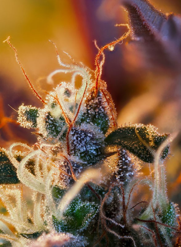 cream-mandarine-xl-auto-3.jpg Cream Mandarine xl auto (3+1 Gratis) Sweet seeds