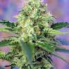 crystal-candy-1.jpg Crystal candy (3+1Gratis) 100% sweet seeds