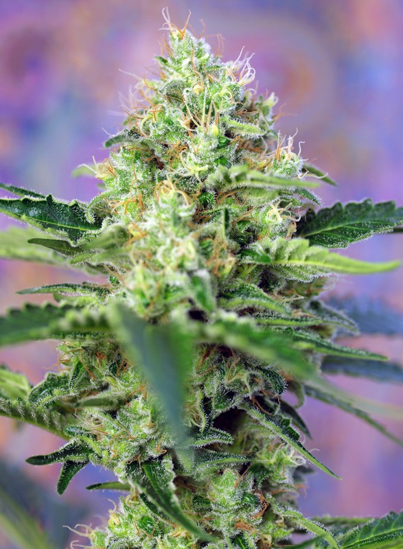 crystal-candy-1.jpg Crystal candy (3+1Gratis) 100% sweet seeds