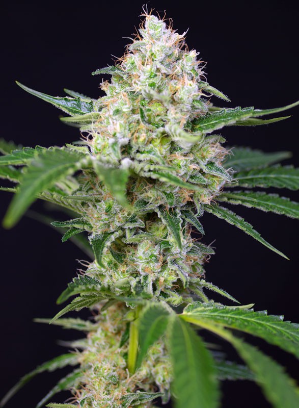 crystal-candy-2.jpg Crystal candy (3+1Gratis) 100% sweet seeds