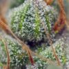 crystal-candy-3.jpg Crystal candy (3+1Gratis) 100% sweet seeds
