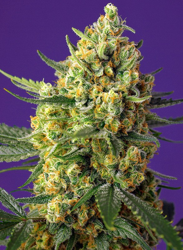 Crystal candy XL auto (3+1GRATIS) 100% sweet seeds