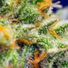 Crystal candy XL auto (3+1GRATIS) 100% sweet seeds