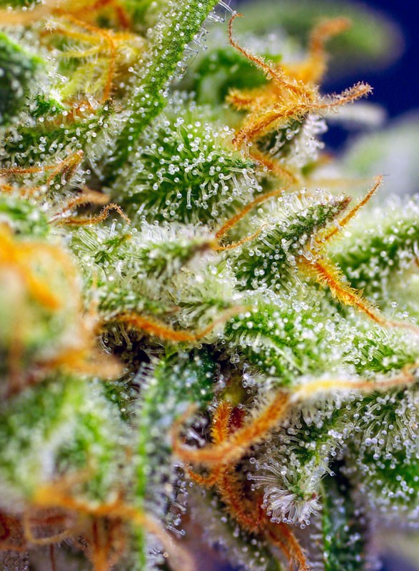 Crystal candy XL auto (3+1GRATIS) 100% sweet seeds