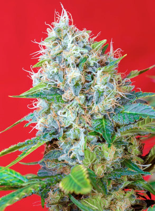 green-poison-1.jpg Green poison (3+1 Gratis) Sweet Seeds