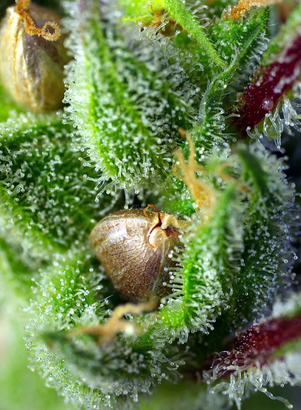 green-poison-2.jpg Green poison (3+1 Gratis) Sweet Seeds