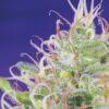 green-poison-3.jpg Green poison (3+1 Gratis) Sweet Seeds