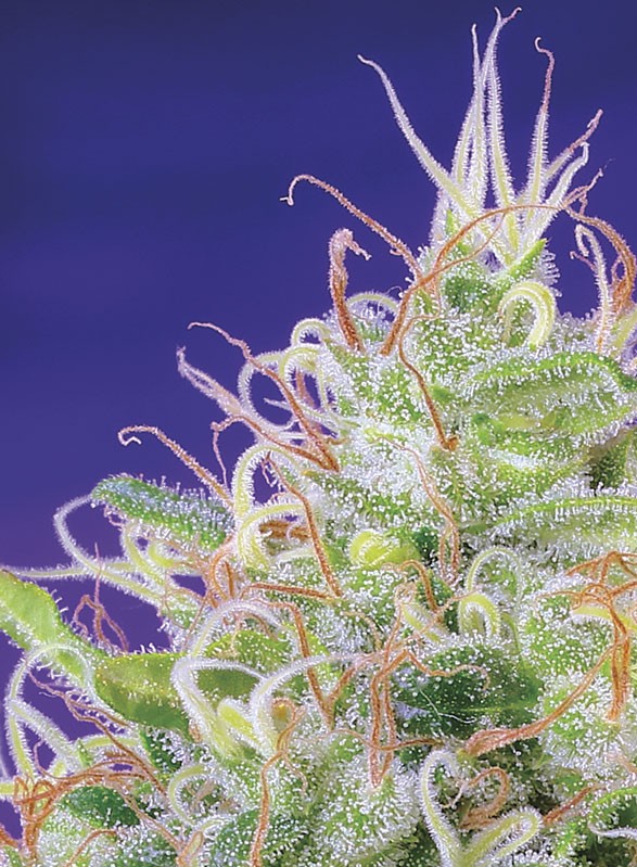 green-poison-3.jpg Green poison (3+1 Gratis) Sweet Seeds