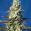 green-poison-xl-auto-1.jpg Green poison xl auto (3+1 Gratis ) 100% Sweet seeds