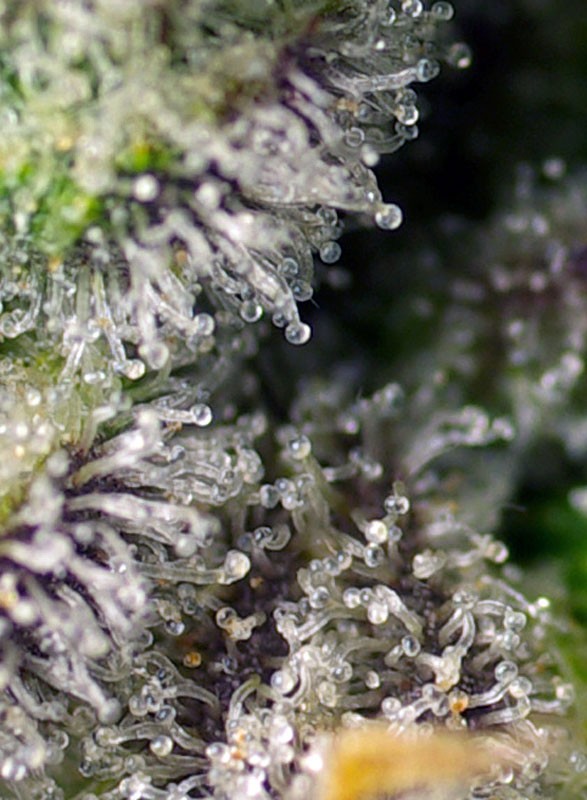 green-poison-xl-auto-2.jpg Green poison xl auto (3+1 Gratis ) 100% Sweet seeds