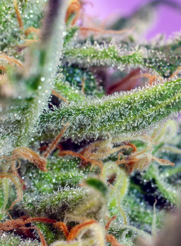 jack-47-2.jpg Jack 47 (3+1Gratis) 100% sweet seeds