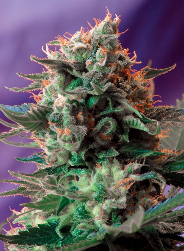 jack-47-f1-fast-version-1-1.jpg Jack 47 f1 fast version (3+1Gratis) 100% sweet seeds