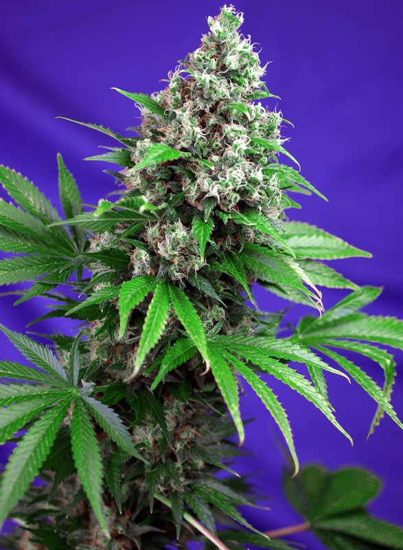killer-kush-f1-fast-version-3.jpg Killer kush f1 fast version (3+1 Gratis)