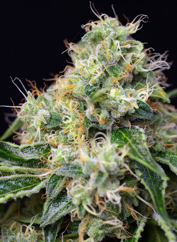 killer-kush-f1-fast-version-4.jpg Killer kush f1 fast version (3+1 Gratis)