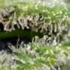 killer-kush-f1-fast-version-5.jpg Killer kush f1 fast version (3+1 Gratis)